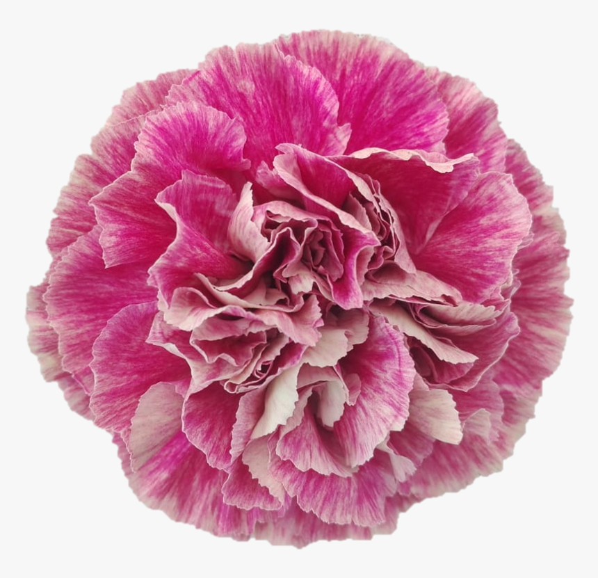 Antigua 1a6d814af Fdd5 3f95 34b3 1e4e5d7288bd - Carnation, HD Png Download, Free Download