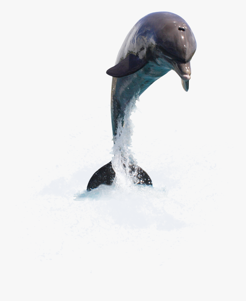 Dauphins Png, Transparent Png, Free Download