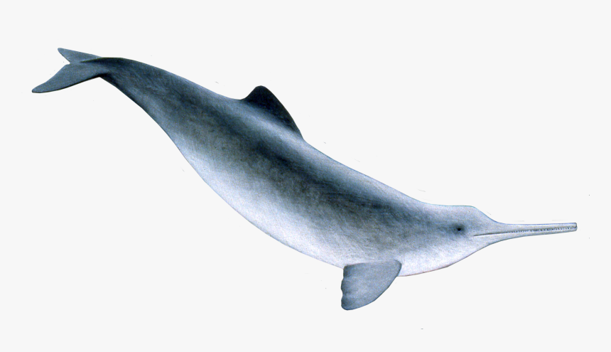 Indus River Dolphin Png, Transparent Png, Free Download