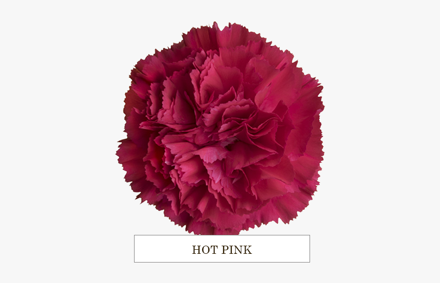 Hot Pink - Carnation, HD Png Download, Free Download