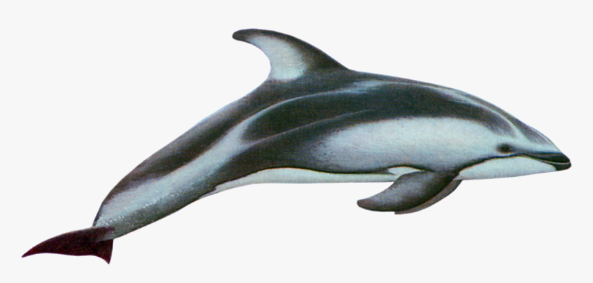 Pacific White Sided Dolphin Png, Transparent Png, Free Download