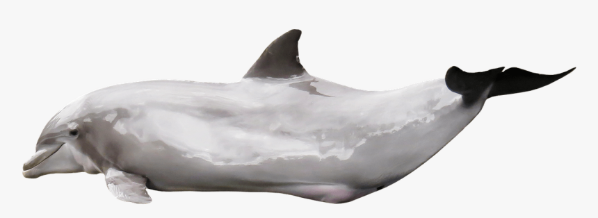 Dolphin Gleaming Clip Arts - Mammals Png, Transparent Png, Free Download