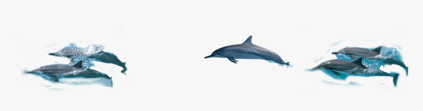 Common Bottlenose Dolphin- - Common Bottlenose Dolphin, HD Png Download, Free Download