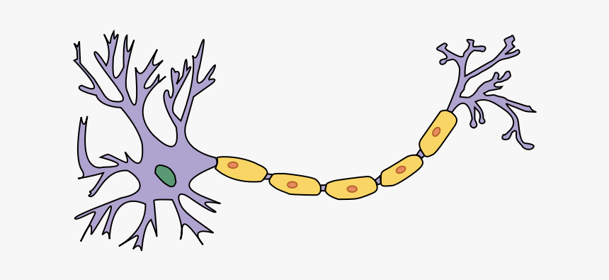 Derived Neuron Schema With No Labels - Neuron Psychology, HD Png Download, Free Download