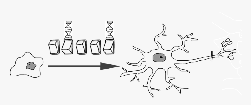 Stem Cell, HD Png Download, Free Download