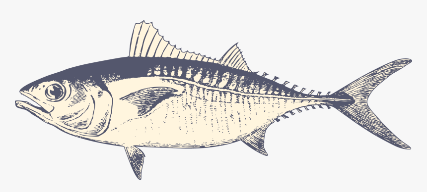 Fish - Albacore Fish, HD Png Download, Free Download