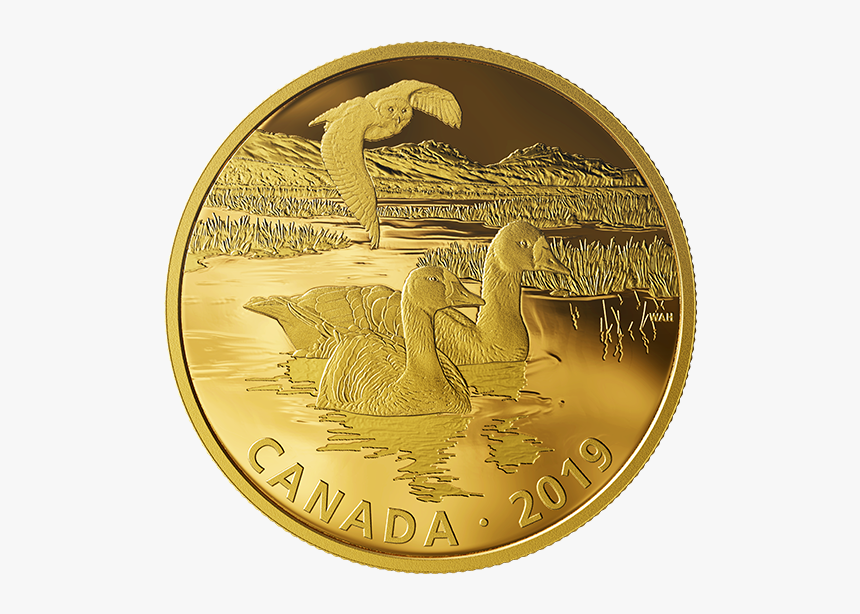 Gold Coin Dragon, HD Png Download, Free Download