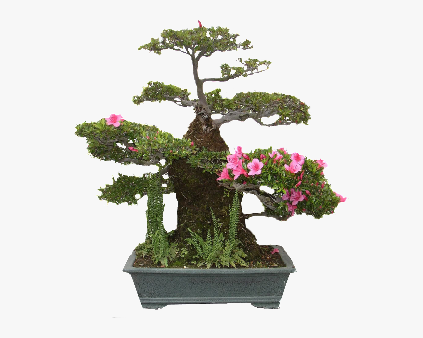 Azalea Bonsai, HD Png Download, Free Download