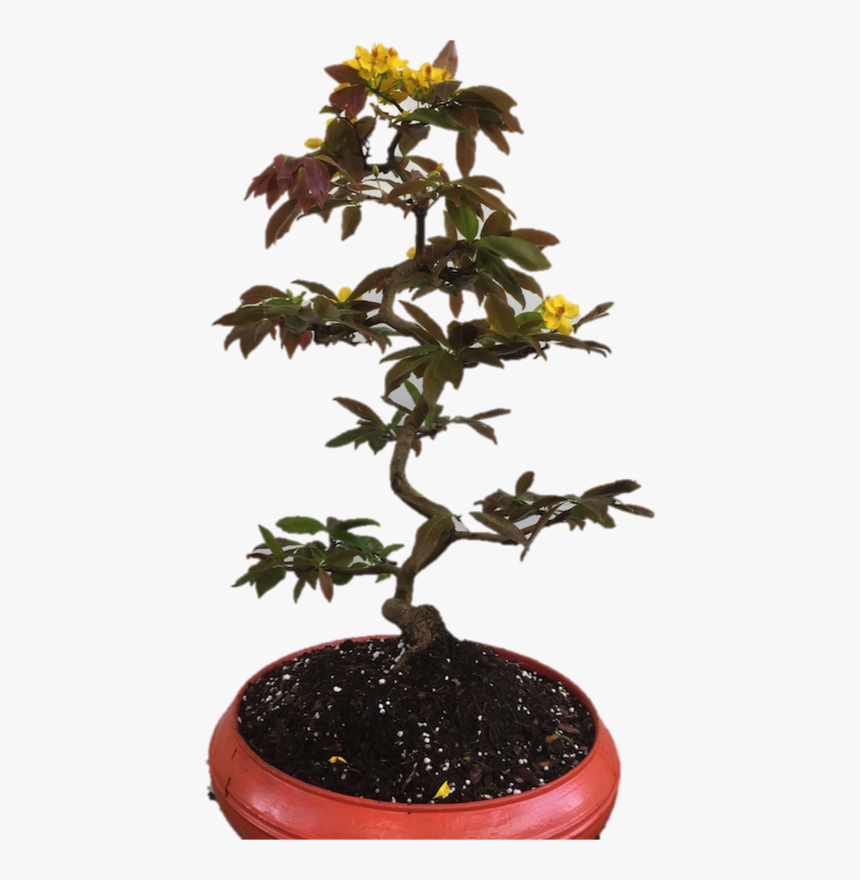 Cây Mai Vàng Bonsai, HD Png Download, Free Download