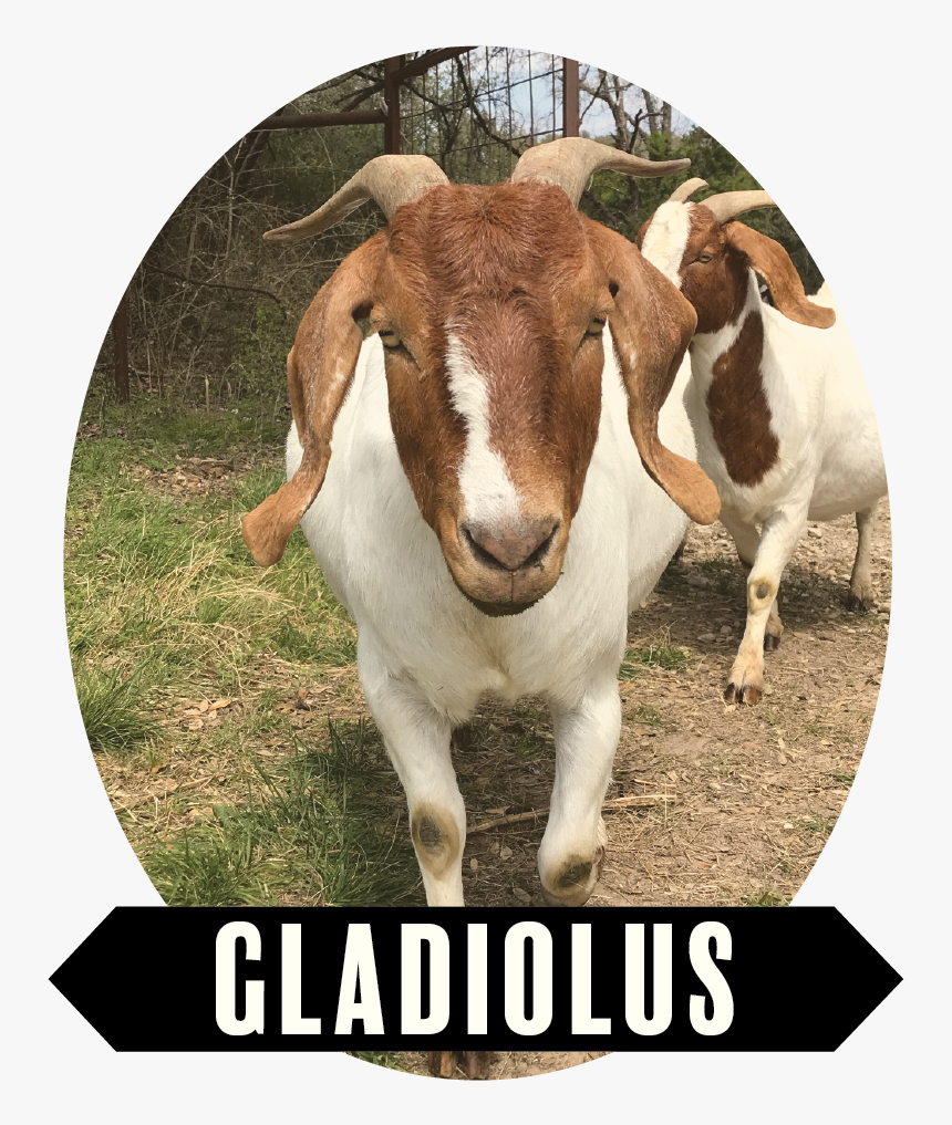 Gladiolus-01 - Livestock, HD Png Download, Free Download