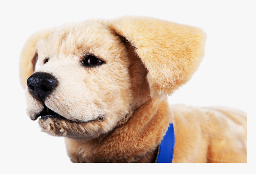 Companion Dog, HD Png Download, Free Download