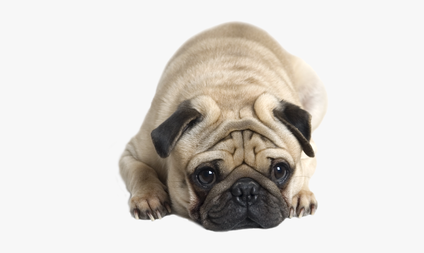 Dog Flu Symptomg - Pug, HD Png Download, Free Download