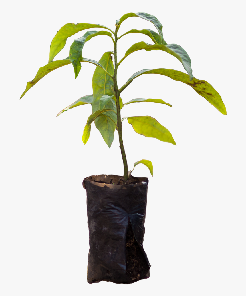 Houseplant, HD Png Download, Free Download