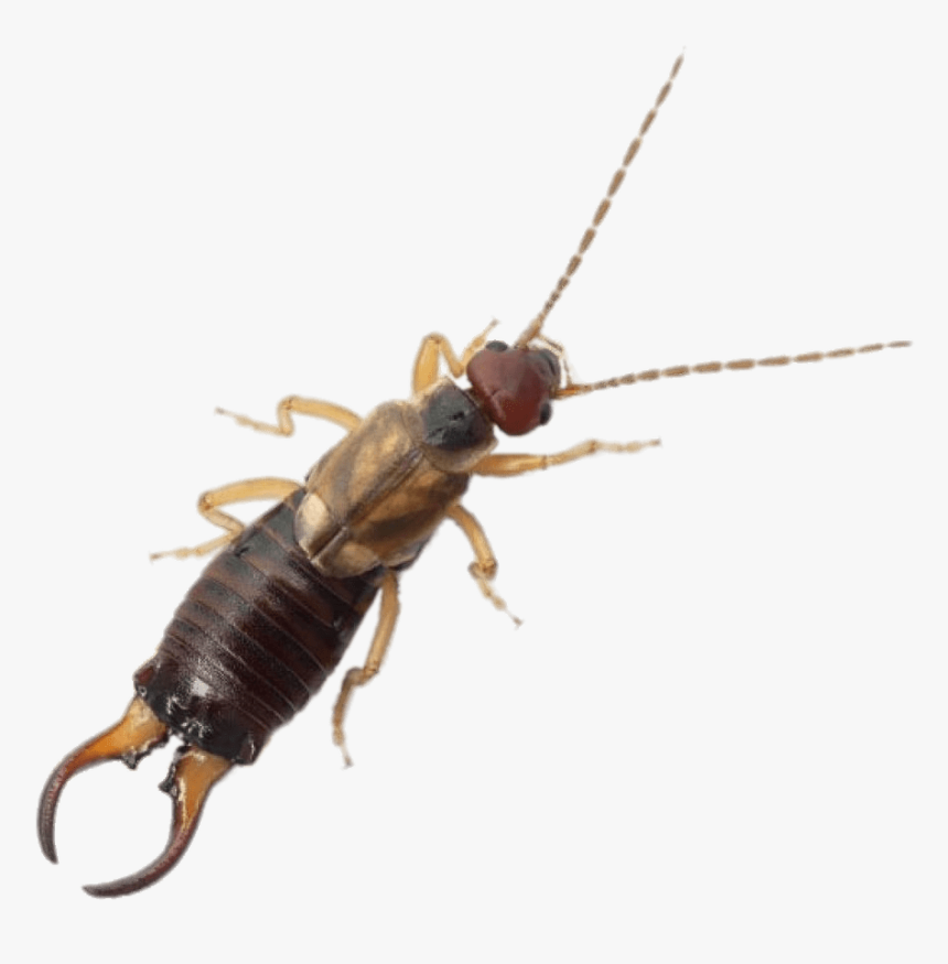 Earwig - Earwig Transparent Background, HD Png Download, Free Download