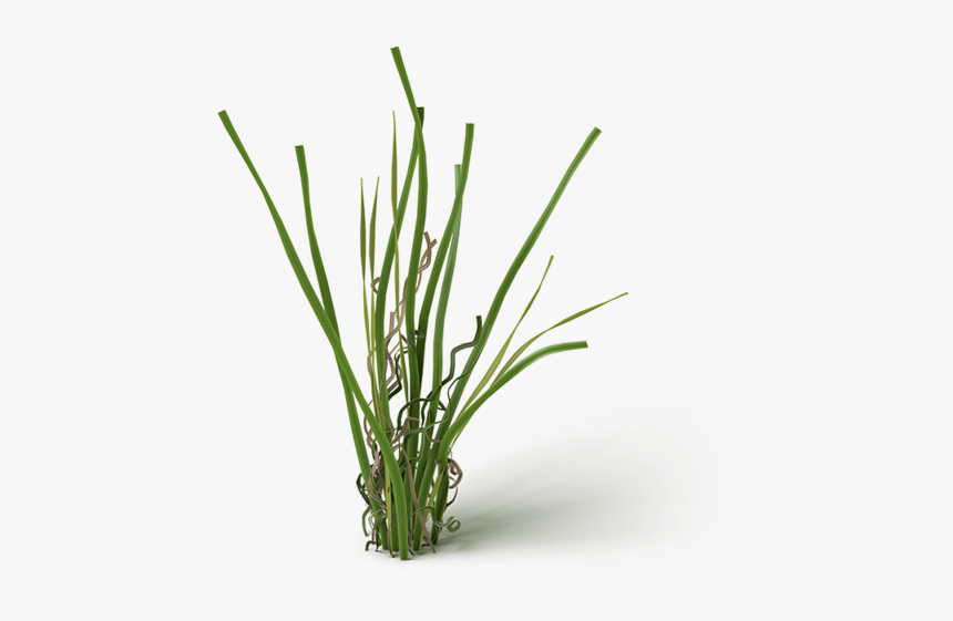 Grass, HD Png Download, Free Download