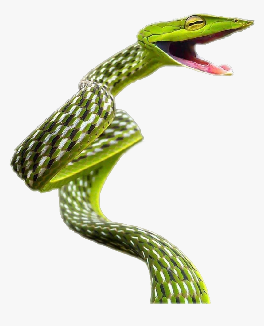 Snake, HD Png Download, Free Download