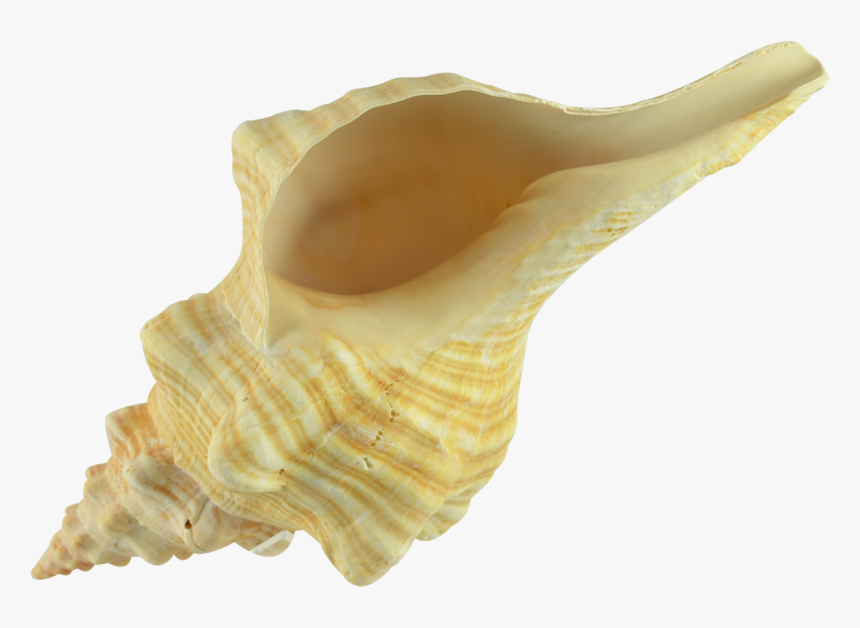 Horse Conch 12-13" - Conch, HD Png Download, Free Download