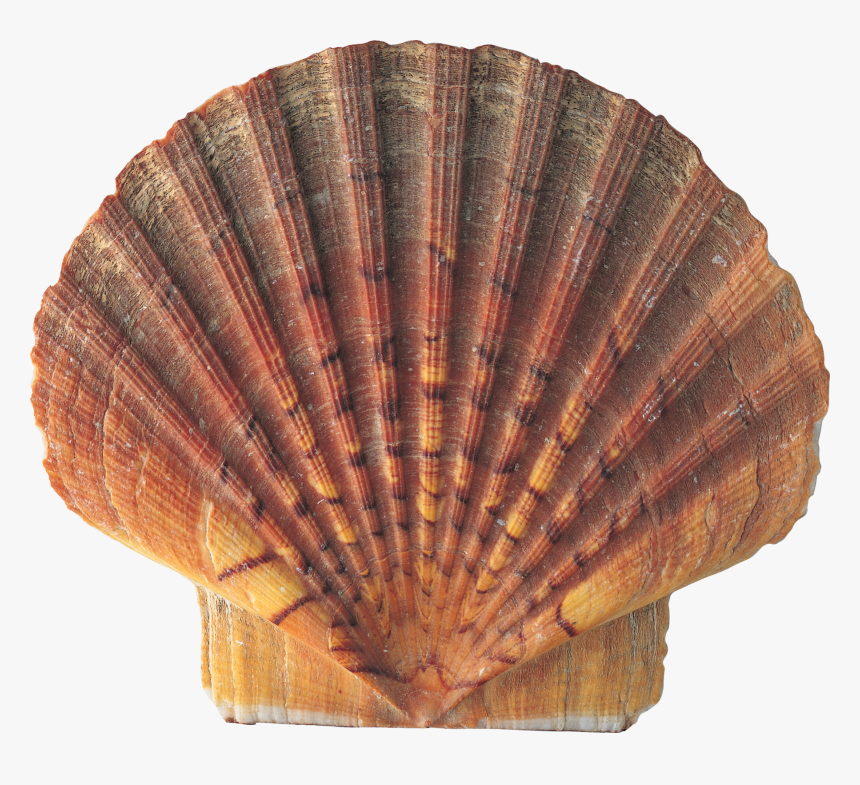 Scallop Seashell Stock Photo - Download Image Now - 2015, Animal Shell,  Beauty In Nature - iStock