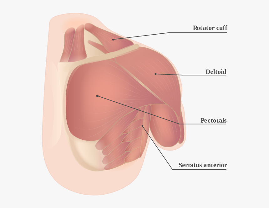 Diagram, HD Png Download, Free Download