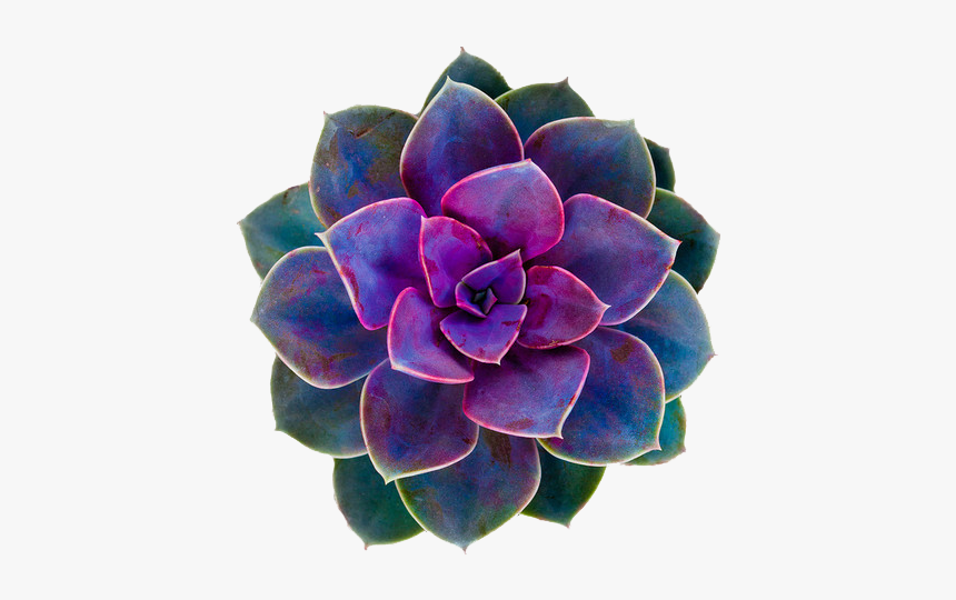 Transparent Background Purple Succulent Clip Art, HD Png Download, Free Download