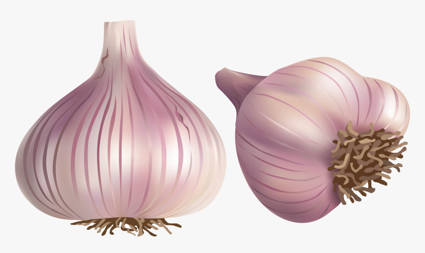 Transparent Onion Clipart - Чеснок Клипарт, HD Png Download, Free Download