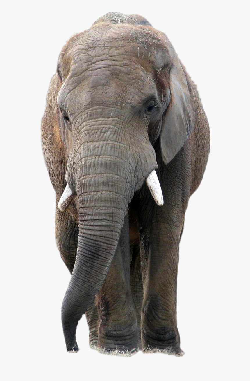 Elephant Png Image, Transparent Png, Free Download