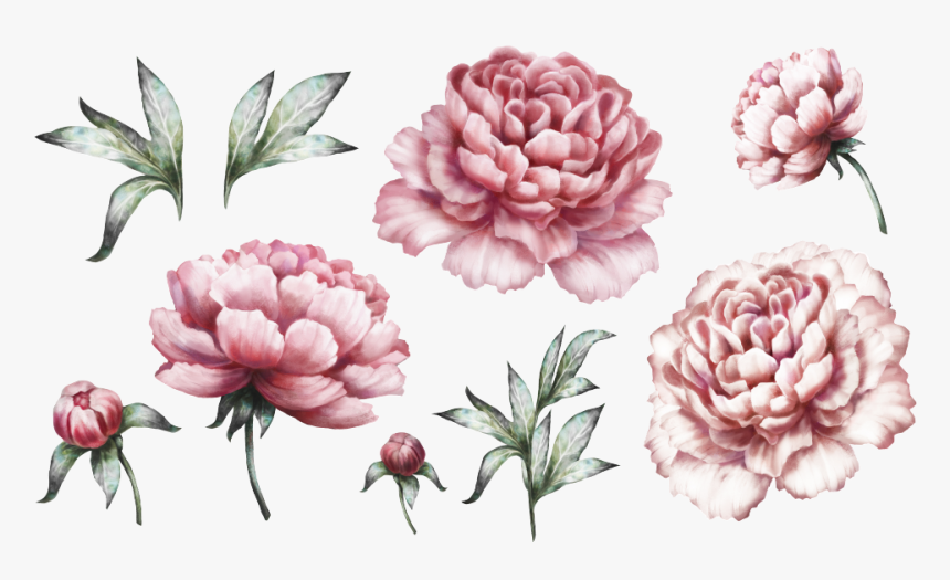 Transparent Peonies Clipart - Light Pink Peonies Watercolour, HD Png Download, Free Download