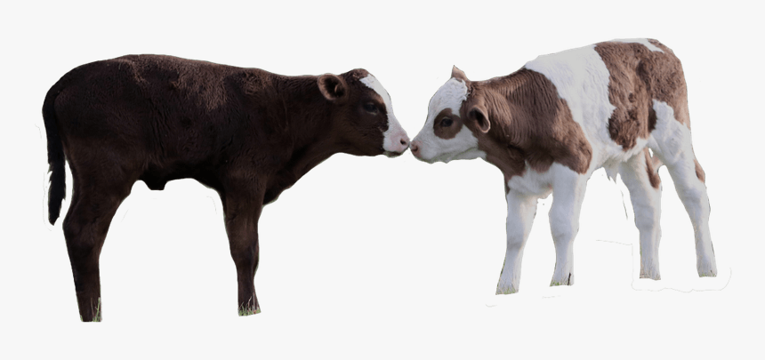 ,,, - Calf, HD Png Download, Free Download