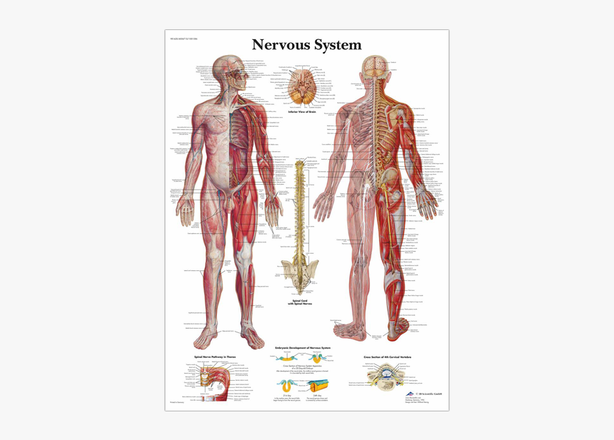 Anatomical Chart - Nervous System - Nervous System Laminated Chart, HD Png Download, Free Download