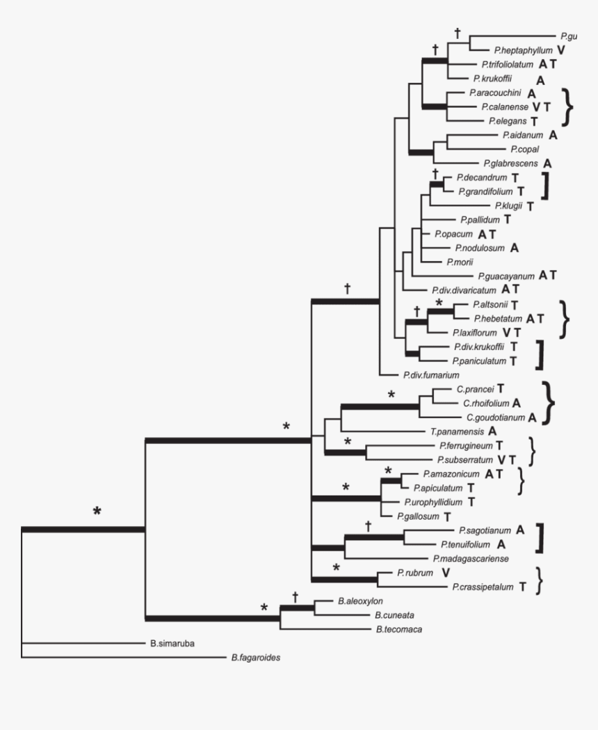 Árbol Filogenético «consenso De Regla De Mayoría» De - Arbol Filogenetico Glires, HD Png Download, Free Download