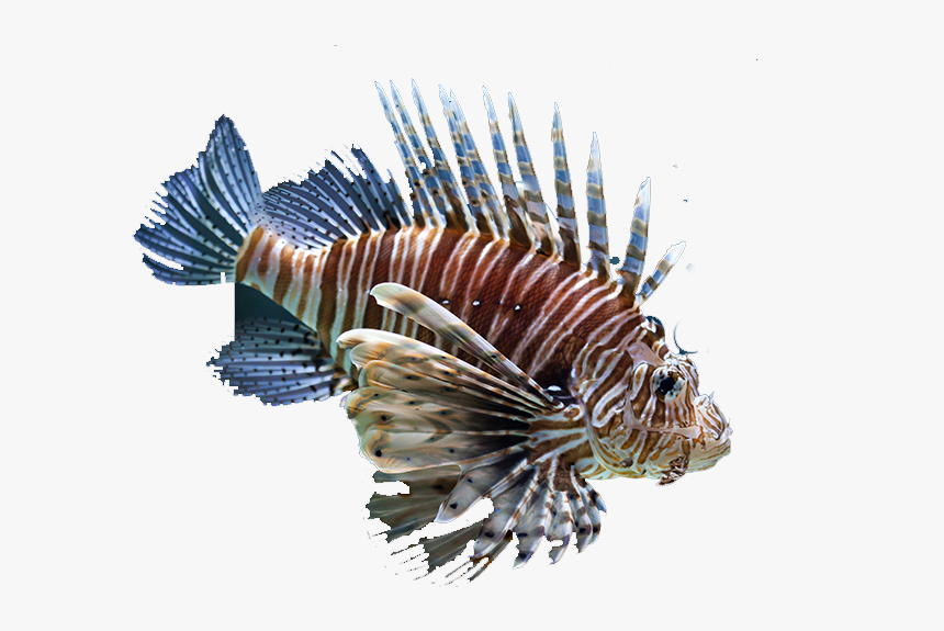 Sea Lion Fish, HD Png Download, Free Download