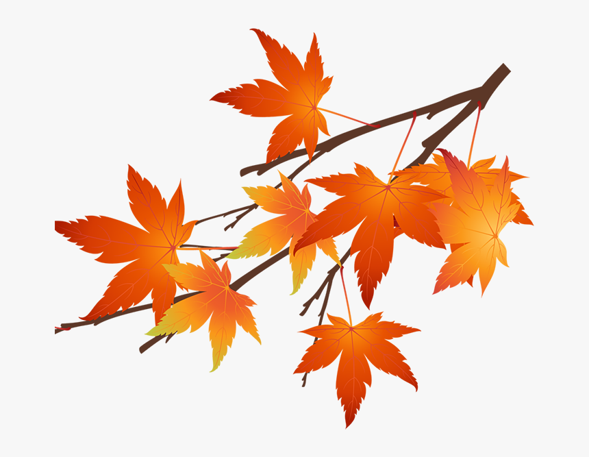 Autumn Maple Leaf Png Transparent Png Kindpng