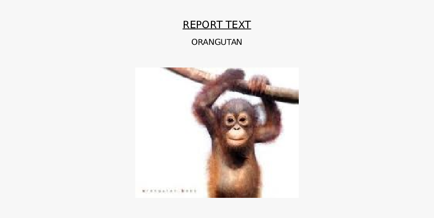 Orang Utan Baby, HD Png Download, Free Download