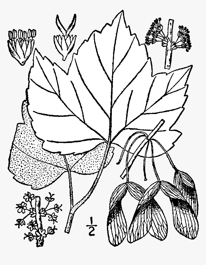 Acer Rubrum Drummondii Drawing - Acer Rubrum Drawing, HD Png Download, Free Download