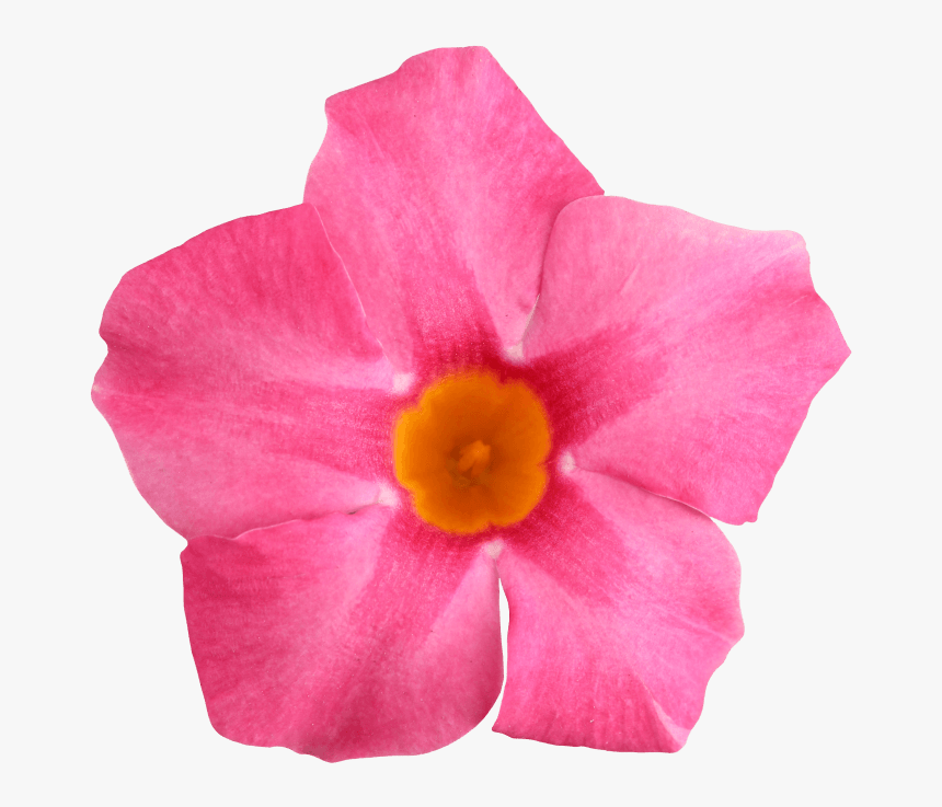 Mandevilla, HD Png Download, Free Download