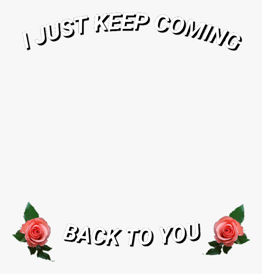 Png, Roses, And Back To You Image - Garden Roses, Transparent Png, Free Download