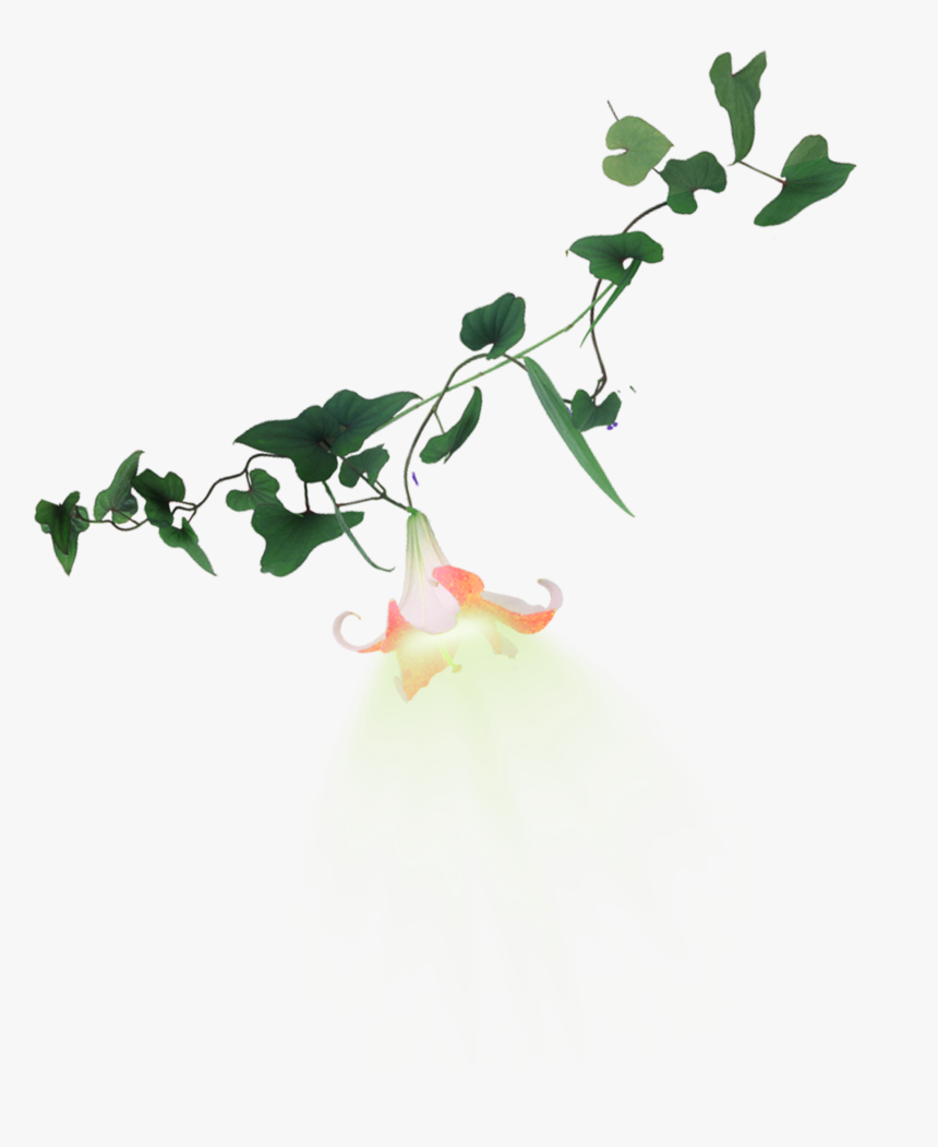 Trumpet Vine Png - Trumpet Vine Transparent Background, Png Download, Free Download