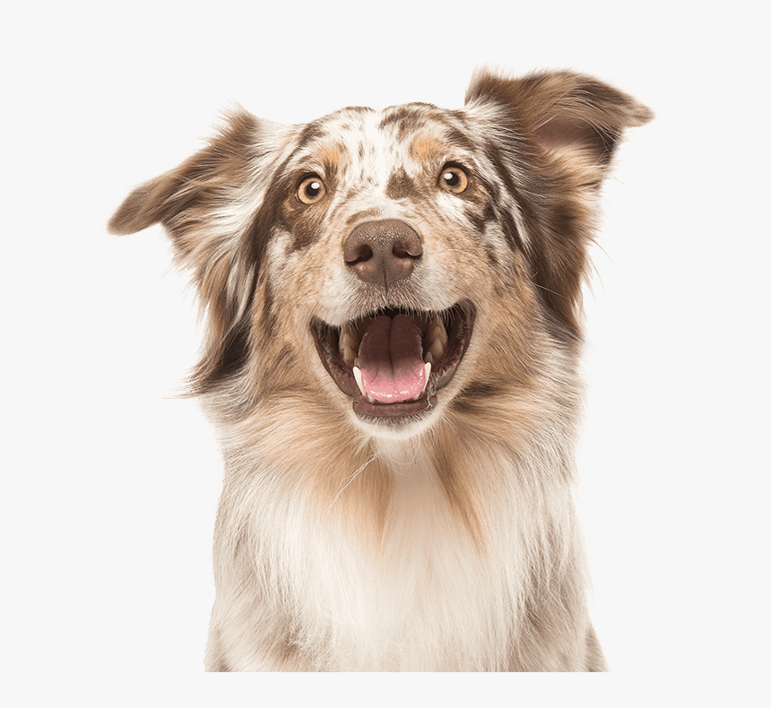 Australian Shepherd Mouth, HD Png Download, Free Download