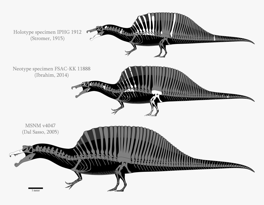 Spinosaurus Quadruped Hd Png Download Kindpng