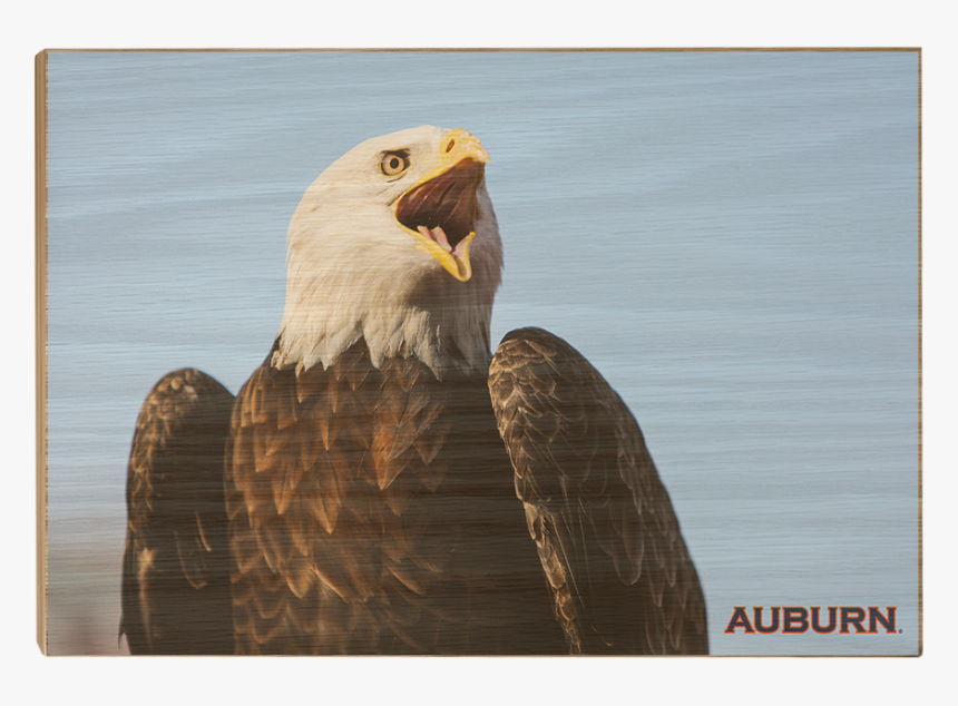 War Eagle - Bald Eagle, HD Png Download, Free Download