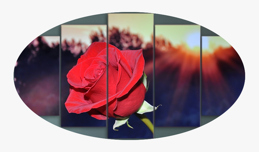 "sunrise On A Red Rose" - Rose De L Aube, HD Png Download, Free Download