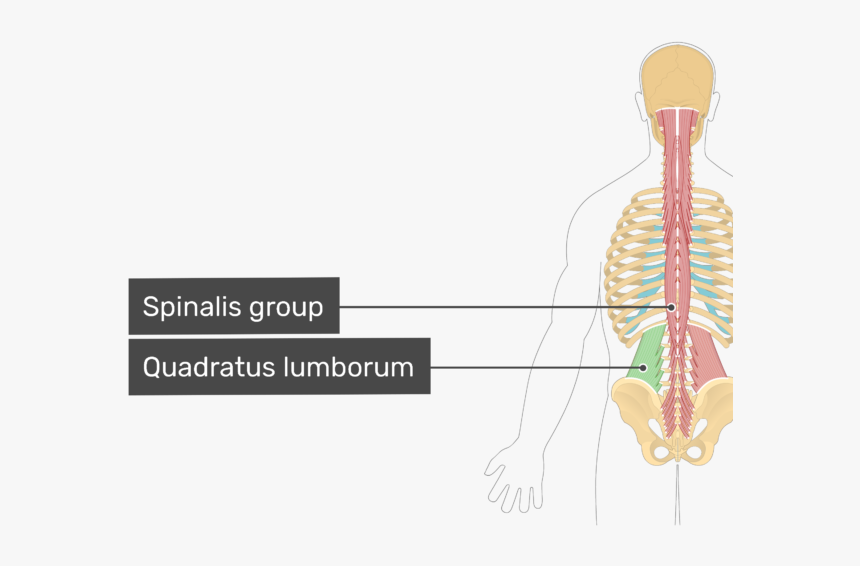 Spine Lateral Flexion Muscles, HD Png Download, Free Download