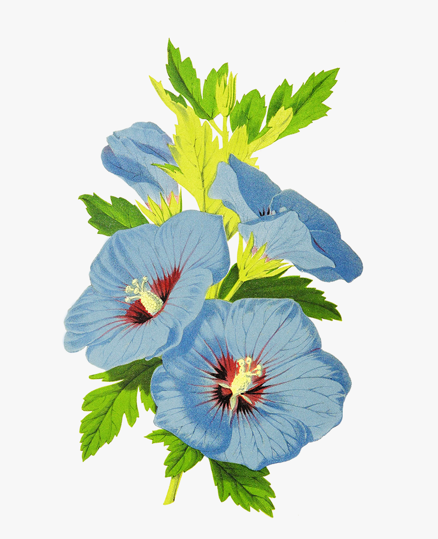 Blue Flowers For Scrapbooking - Chinese Hibiscus, HD Png Download, Free Download