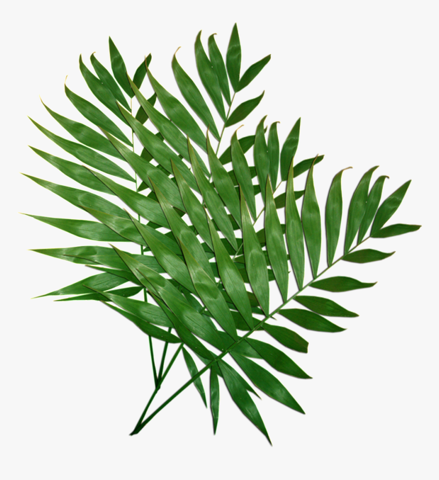 Leafy Leaves Transparent Plant Vector Costela De Ad O Png Png Download Kindpng