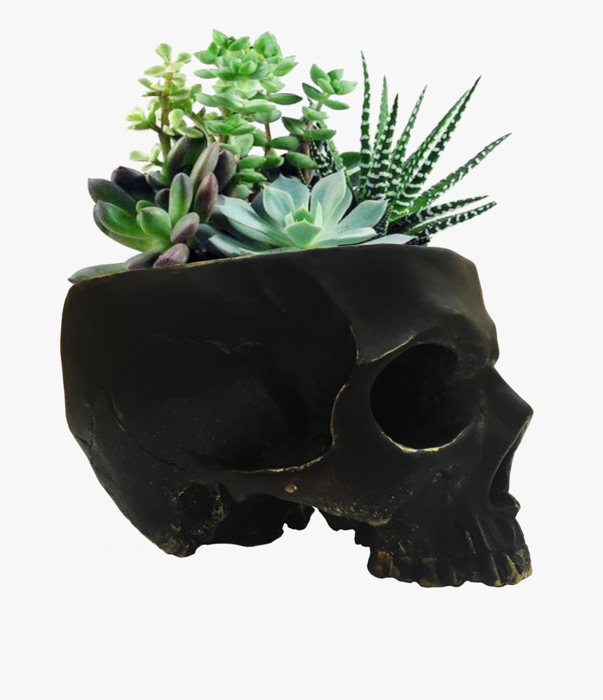 Skull Gold Edges Skull Planter / Skull Bowl / Cool - Skull Plant Transparent, HD Png Download, Free Download