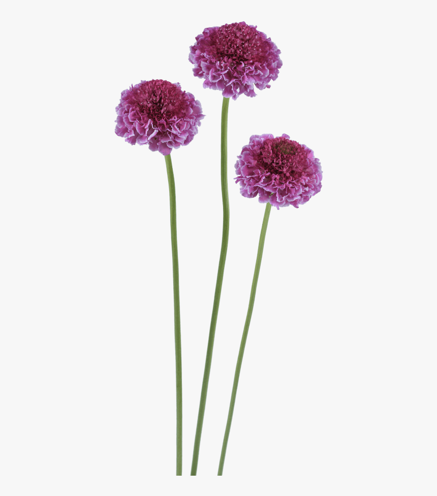 Scabiosa Focal Scoop, HD Png Download, Free Download