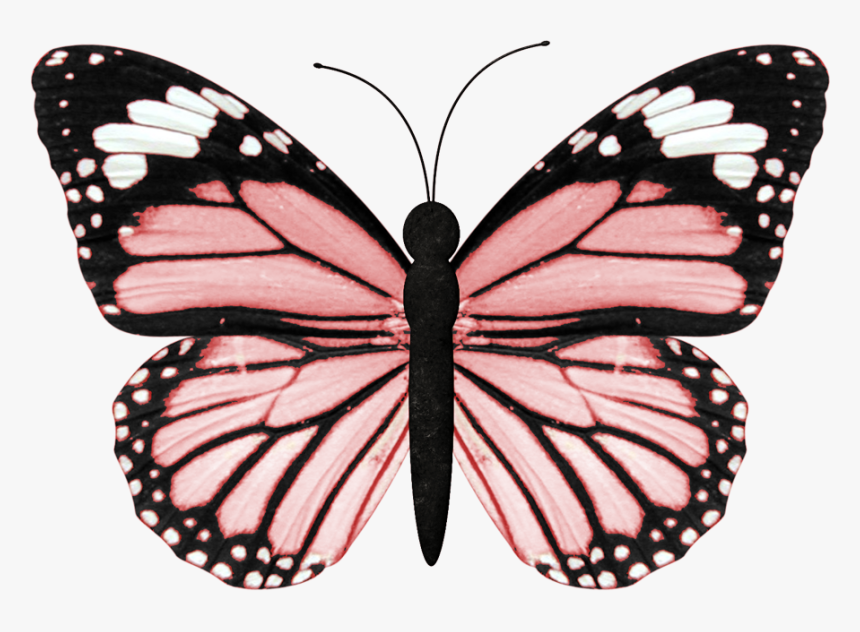 Vsco Butterfly, HD Png Download, Free Download