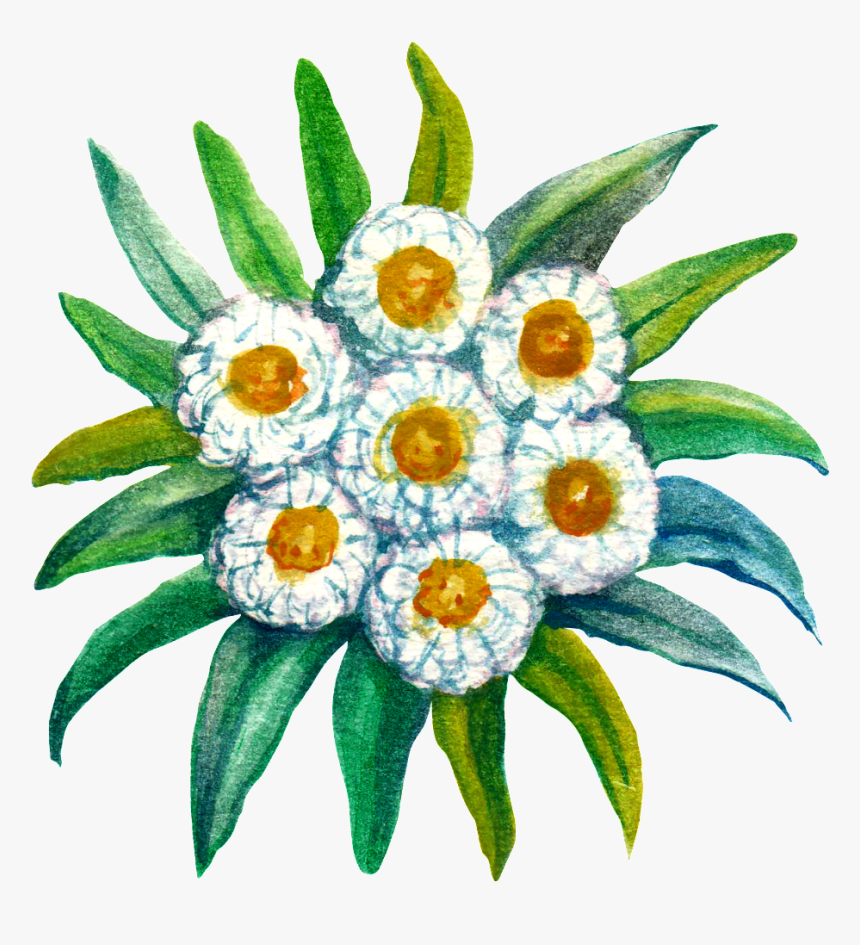 Hand Painted Plant Cartoon Transparent Watercolor Png - Sunflower, Png Download, Free Download