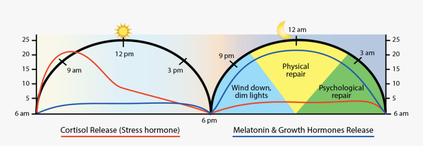 Chart Showing Cortisol Release Patterns During The - Physical And Psychological Repair Sleep, HD Png Download, Free Download