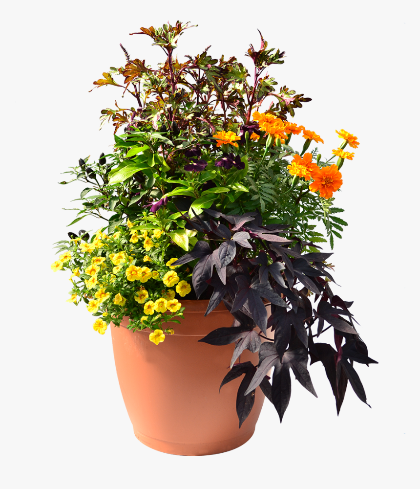 Plants, HD Png Download, Free Download